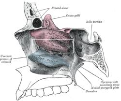 Conchanasalismedius.PNG