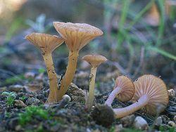 Contumyces rosellus 222.jpg