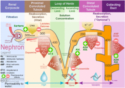 Kidney nephron molar transport diagram.png