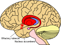 Striatum.svg