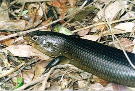 Egernia major Watagans National Park.jpg