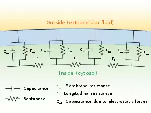 A diagram showing the resistance and capacitance across the cell membrane of an axon. The cell membrane is divided into adjacent regions, each having its own resistance and capacitance between the cytosol and extracellular fluid across the membrane. Each of these regions is in turn connected by an intracellular circuit with a resistance.