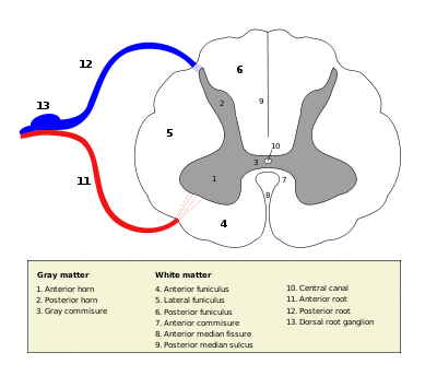 Medulla spinalis - Section - English.svg