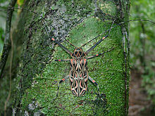 Acrocinus longimanus.jpg