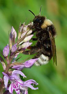 Bombus bohemicus - Dactylorhiza fuchsii - Keila.jpg