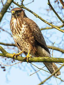 Buteo buteo -Netherlands-8.jpg