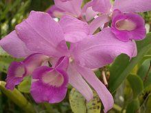 Cattleya skinner1i.jpg