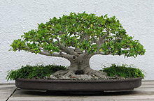 Chinese Banyan, 1971-2007.jpg