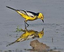 Citrine Wagtail (Motacilla citreola)- Breeding Male of calcarata race at Bharatpur I IMG 5752.jpg