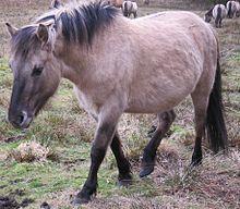 Equus ferus caballus (conic) pony.jpg