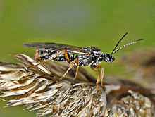 Formicidae - Formica rufa (winged male).JPG