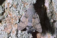 Macroglossum stellatarum au repos summer 2006.jpg
