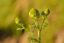 Matricaria discoidea - lõhnav kummel Keilas.jpg