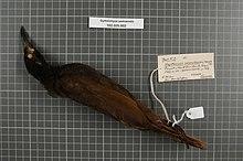 Naturalis Biodiversity Center - RMNH.AVES.148382 1 - Gymnomyza samoensis (Hombron & Jacquinot, 1841) - Meliphagidae - bird skin specimen.jpeg