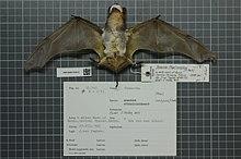 Naturalis Biodiversity Center - ZMA.MAM.10240.b ven - Mops condylurus - skin.jpeg