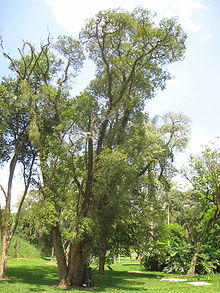 Ocotea porosa - Jardim Botânico de São Paulo - IMG 0360.jpg