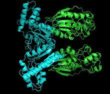 Phosphofructokinase 2.jpg