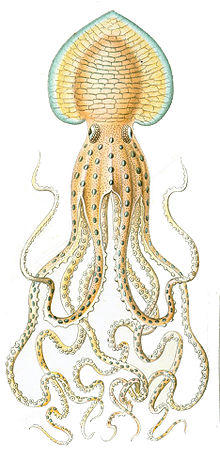 Pinnoctopuscordiformis.jpg