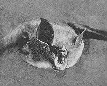 Rhinolophus landeri.jpg