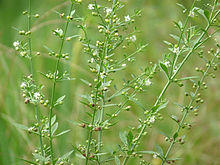 Scoparia dulcis at Kadavoor.jpg