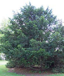 Taxus chinensis.jpg