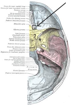 Foramen ethmoidale posterius.PNG
