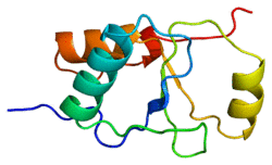 Protein XRCC1 PDB 1cdz.png