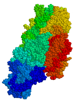 Tissue transglutaminase.png