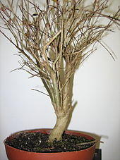 Punica granatum bonsai.jpg