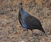 Acryllium vulturinum -Buffalo Springs National Park, Kenya-8.jpg