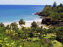 Palm trees and river into ocean