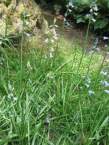 Brimeura amethystina05.jpg