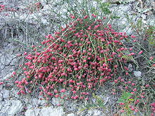 Ephedra distachya (with cones) 2011 1.jpg