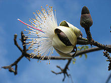 Pseudobombax ellipticum album.jpg