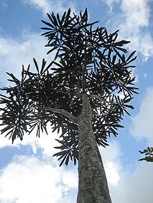 PseudopanaxCrassifolius8.jpg