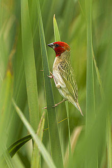 Red-headed Quelea - Natal - South Africa S4E7723 (22432117487).jpg