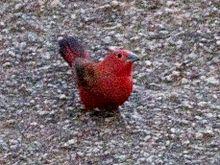 Rock Firefinch (Lagonosticta sanguinodorsalis), crop.jpg