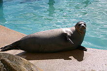 Seal at the Seal Sanctuary - geograph.org.uk - 544100.jpg