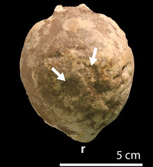 Sphaerotholus.jpg