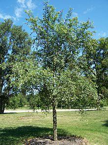 Ulmus chenmoui.jpg