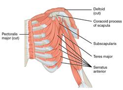 1119 Muscles that Move the Humerus c.png