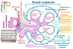 Renal corpuscle-en.svg