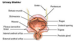 Illu bladder.jpg