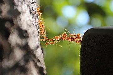 AntBridge Crossing 10.jpg