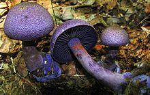 2008-08-22 Cortinarius violaceus (L.) Gray 18241.jpg