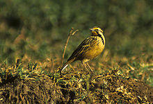 Abyssinian Longclaw - Ethiopia 2 (17000135681).jpg
