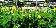 Arachis pintoi plant with flower.jpg