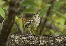 Brown-backed Scrub-Robin - Uganda H8O5869 (19177263319).jpg