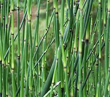 Equisetum giganteum 2 ies.jpg