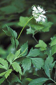 Hydrophyllum virginianum.jpg